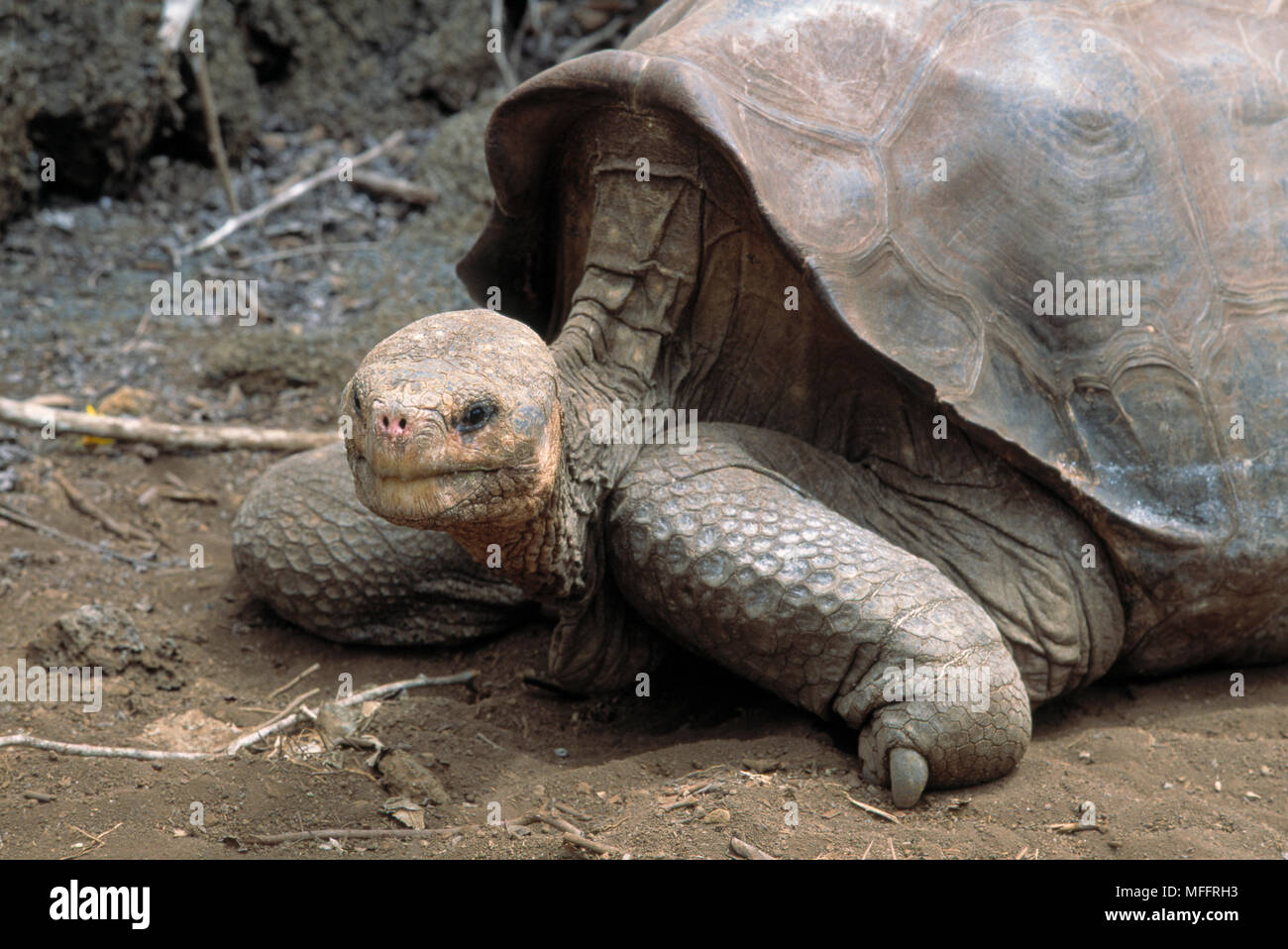 GIANT TORTOISE      1996  Geochelone nigra abingdoni    Pinta Island, Galapagos Islands George is last survivor of sub-species Stock Photo