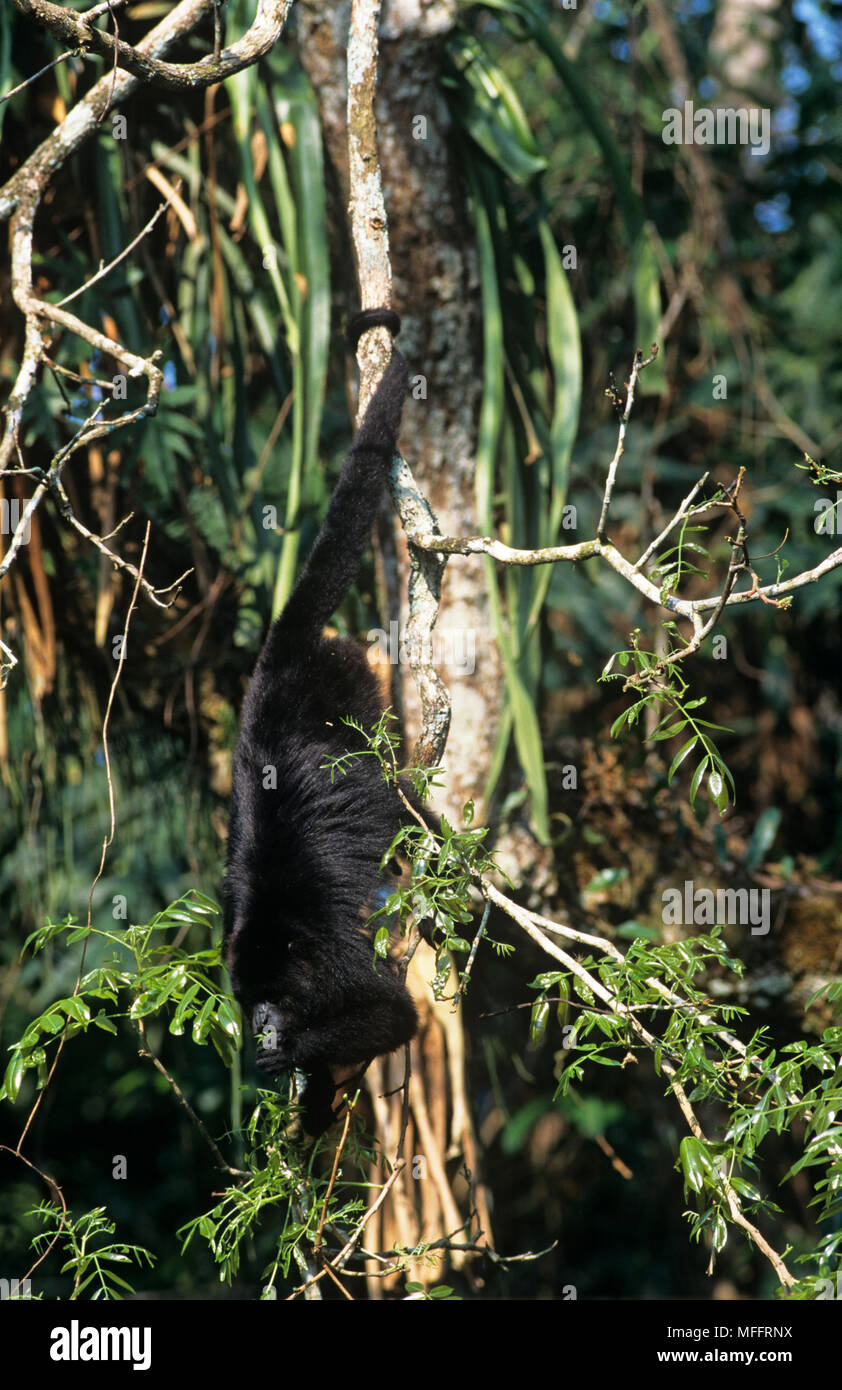 MEXICAN BLACK HOWLER MONKEY Alouatta pigra in tree, showing prehensile