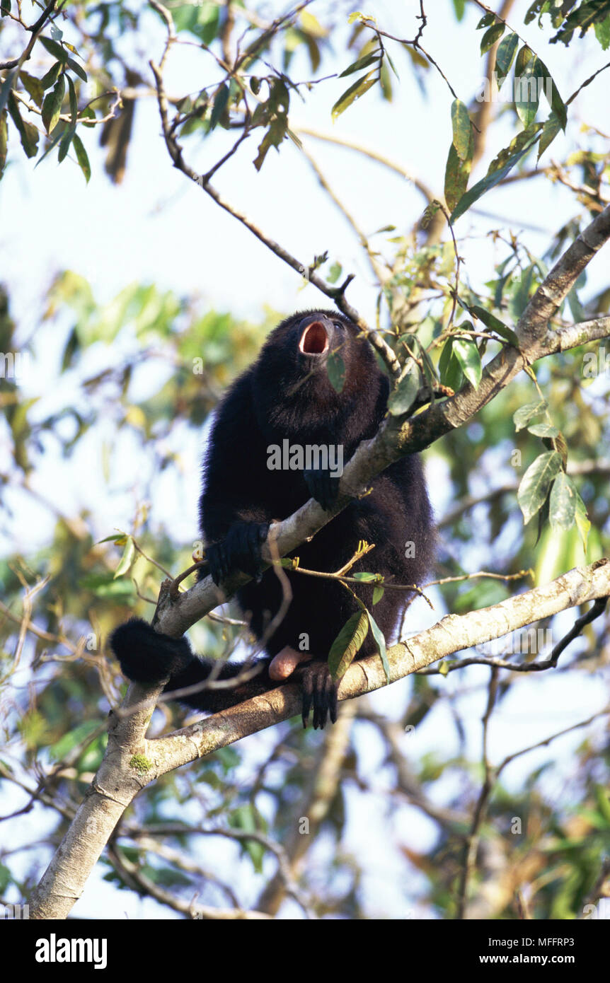 MEXICAN BLACK HOWLER MONKEY  Alouatta pigra male, howling  Central America Stock Photo