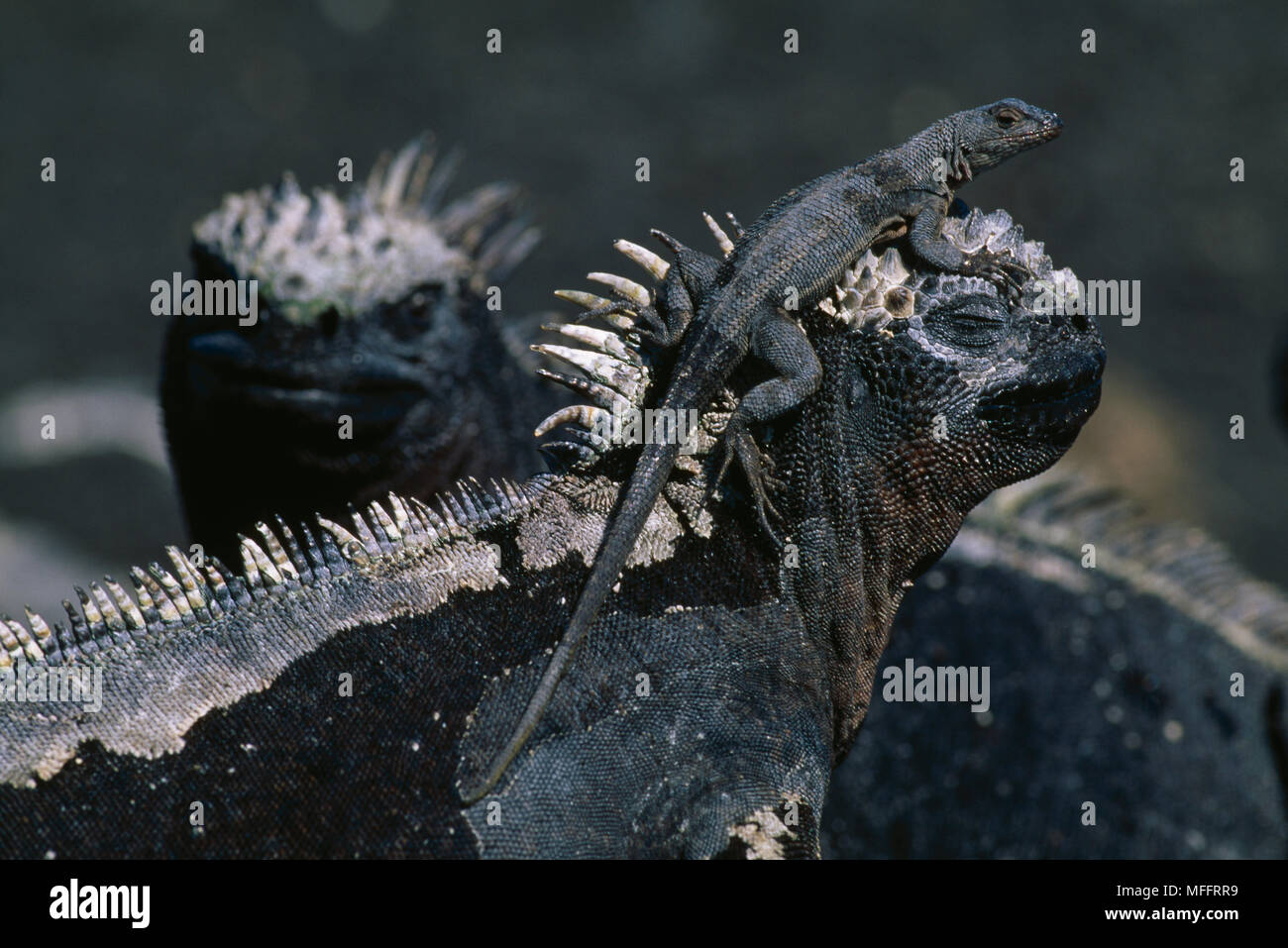 Marine Iguana With Lava Lizard Amblyrhynchus Cristatus With Tropidurus