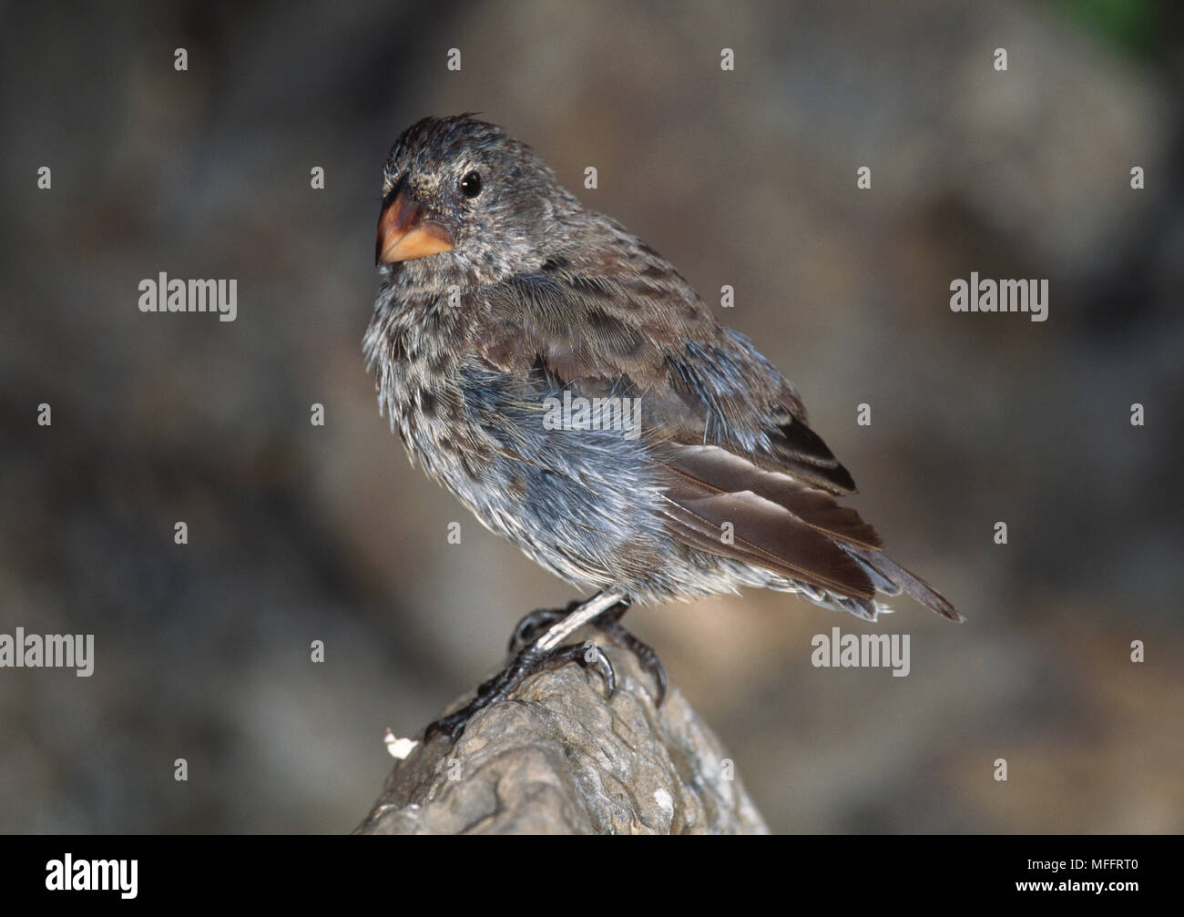 FRINGILLID FINCH Species studied by Darwin as example of Natural