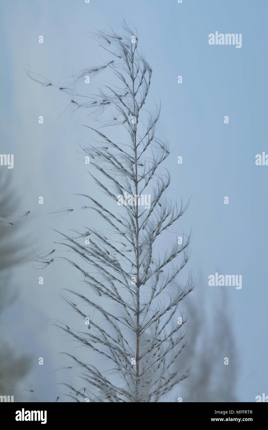 Saccharum spontaneum hires stock photography and images Alamy