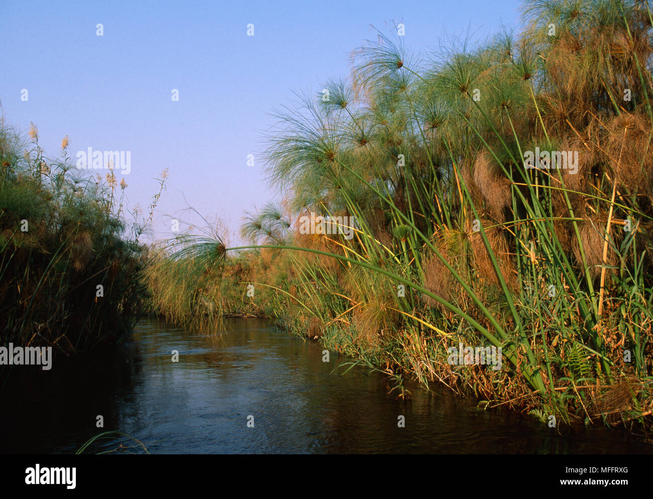 PAPYRUS along channel  Cyperus papyrus  Okavango Delta, Botswana Stock Photo