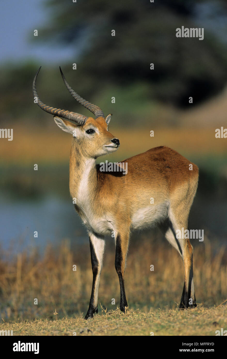 RED LECHWE On Floodplain Kobus Leche Okavango Delta Botswana Stock RED LECHWE On Floodplain Kobus Leche Okavango Delta Botswana Stock