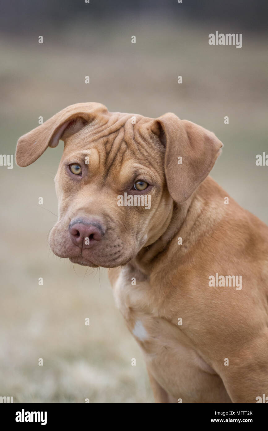 Light tan sales pitbull puppies