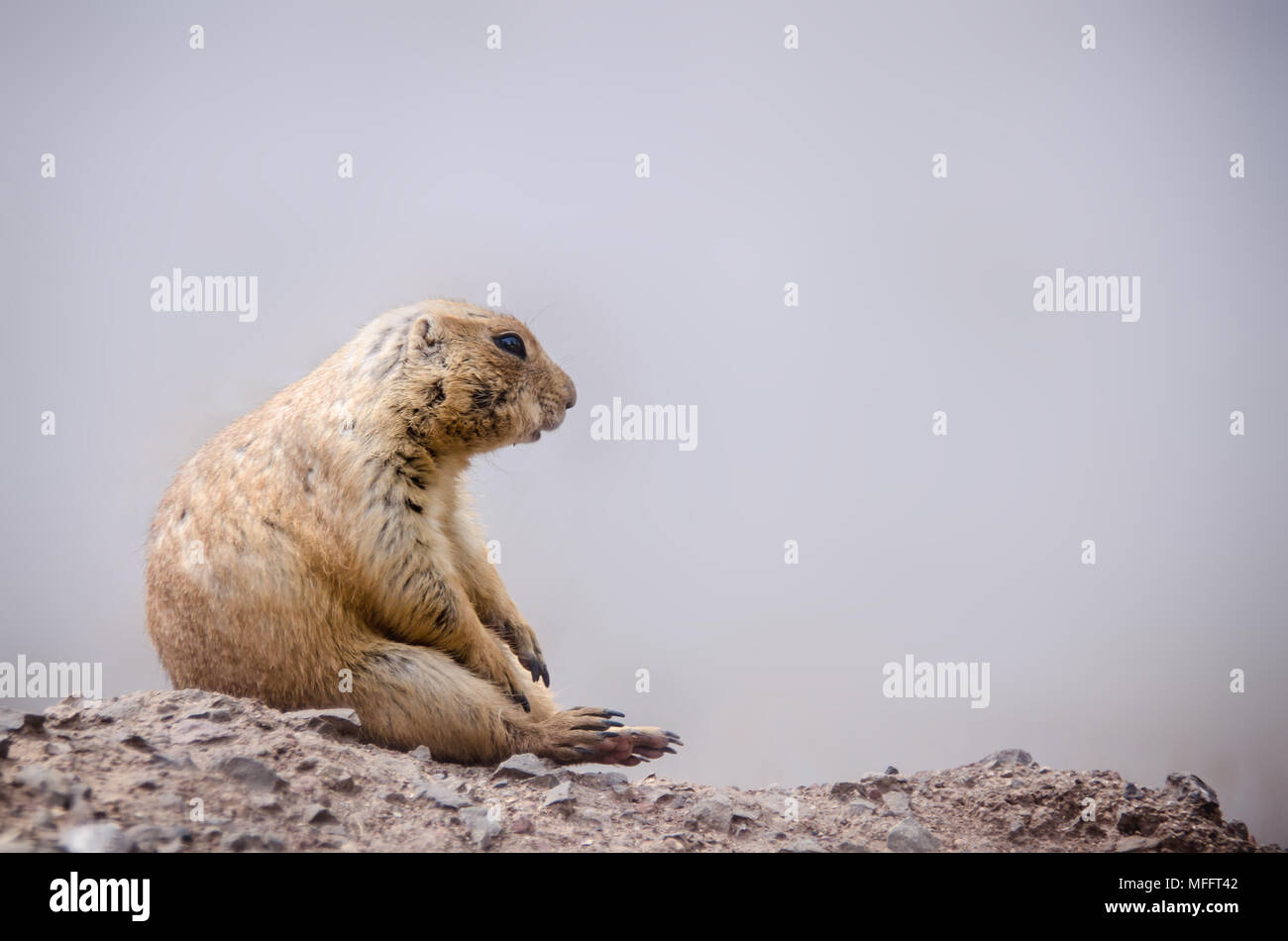 Rodent of the mexican border seated on the rocks in a waiting position. Stock Photo