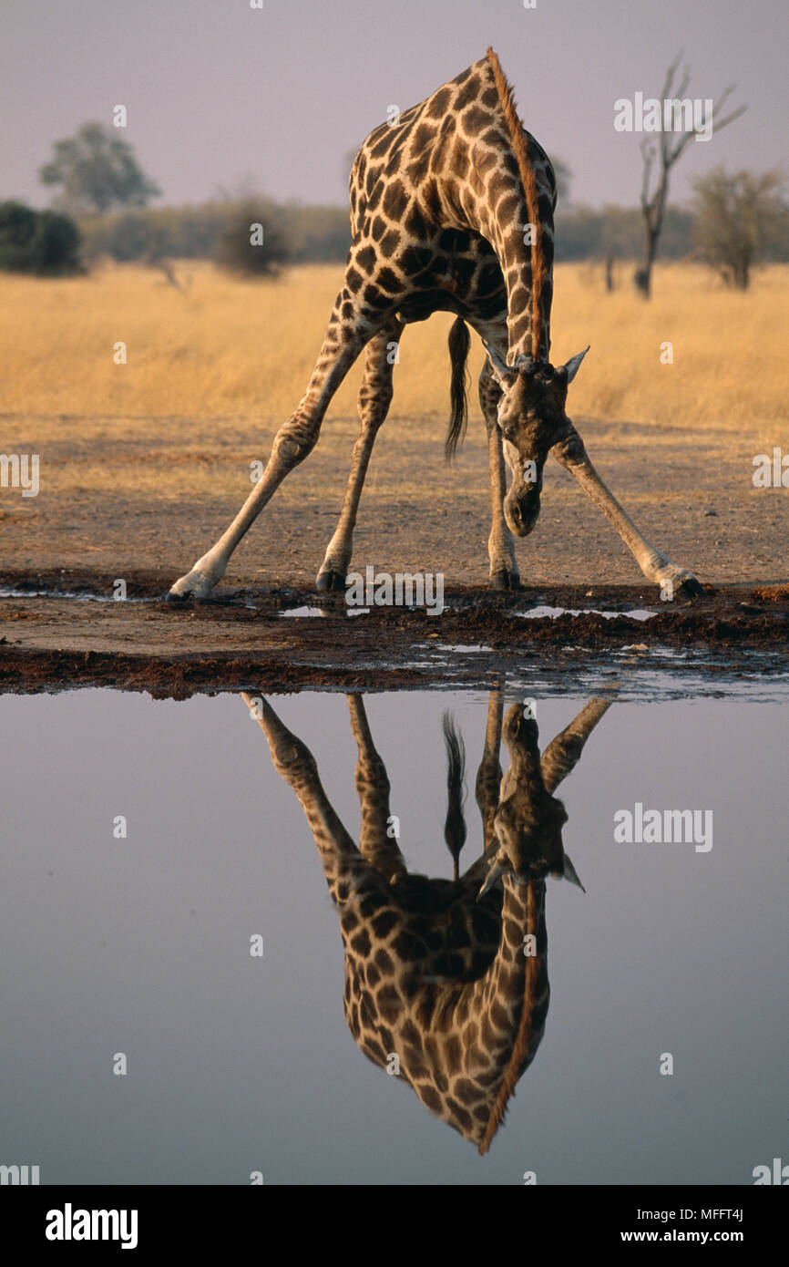 GIRAFFE drinking at waterhole Giraffa camelopardalis reflected in the water. Chobe National Park, Botswana. Stock Photo