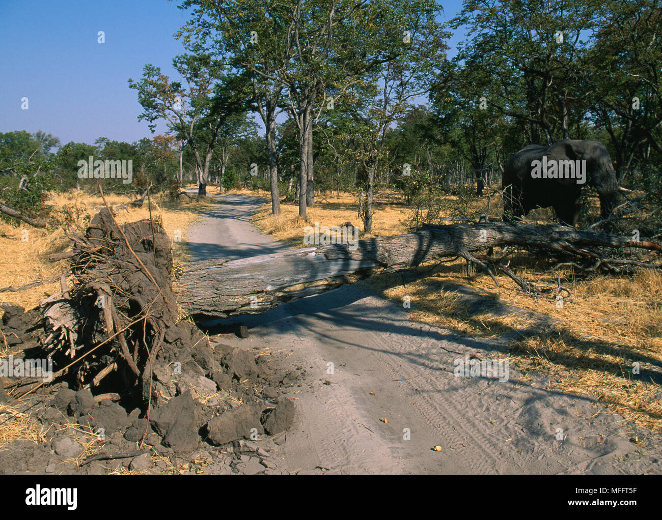 MOPANE TREE uprooted & felled by male African Elephant  Moremi GR, Okavango, Botswana Mopane is Colophospermum mopane Stock Photo