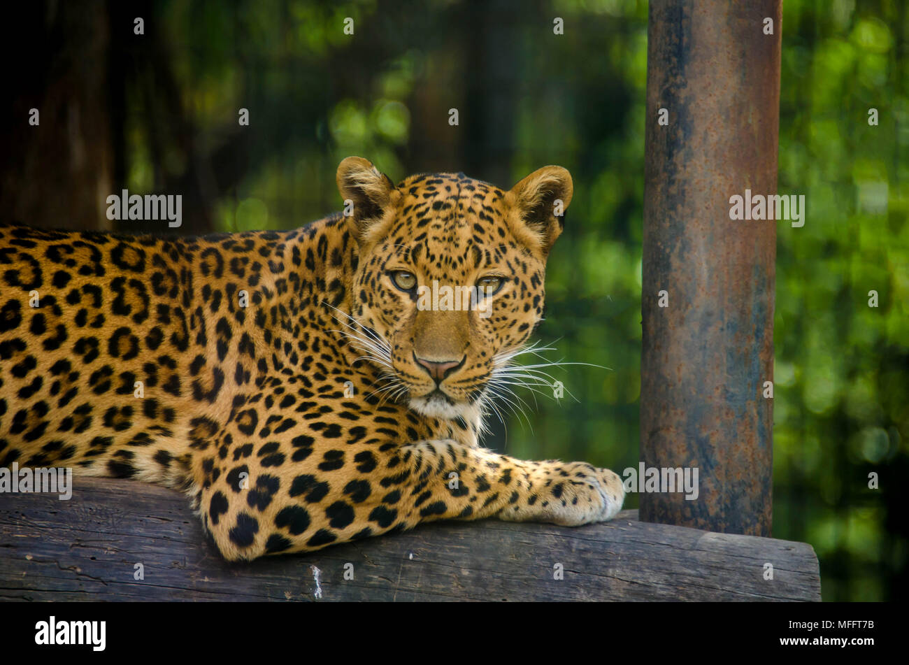 Endangered feline with spotted skin resting in a Zoo Stock Photo Alamy