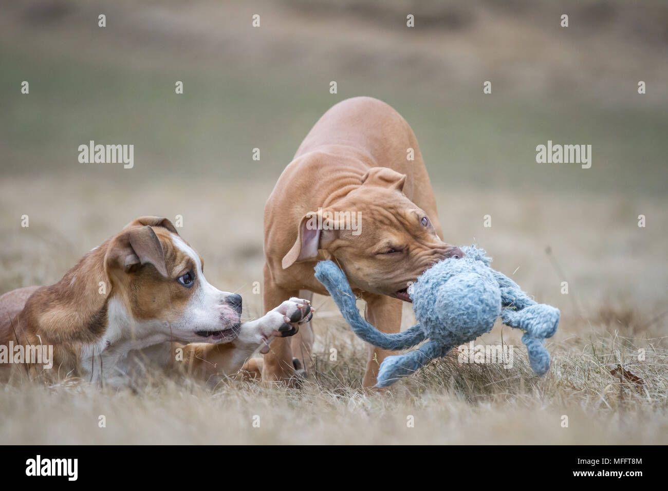 Puppies playing (Bulldog type dog & Working Pit Bulldog) Stock Photo