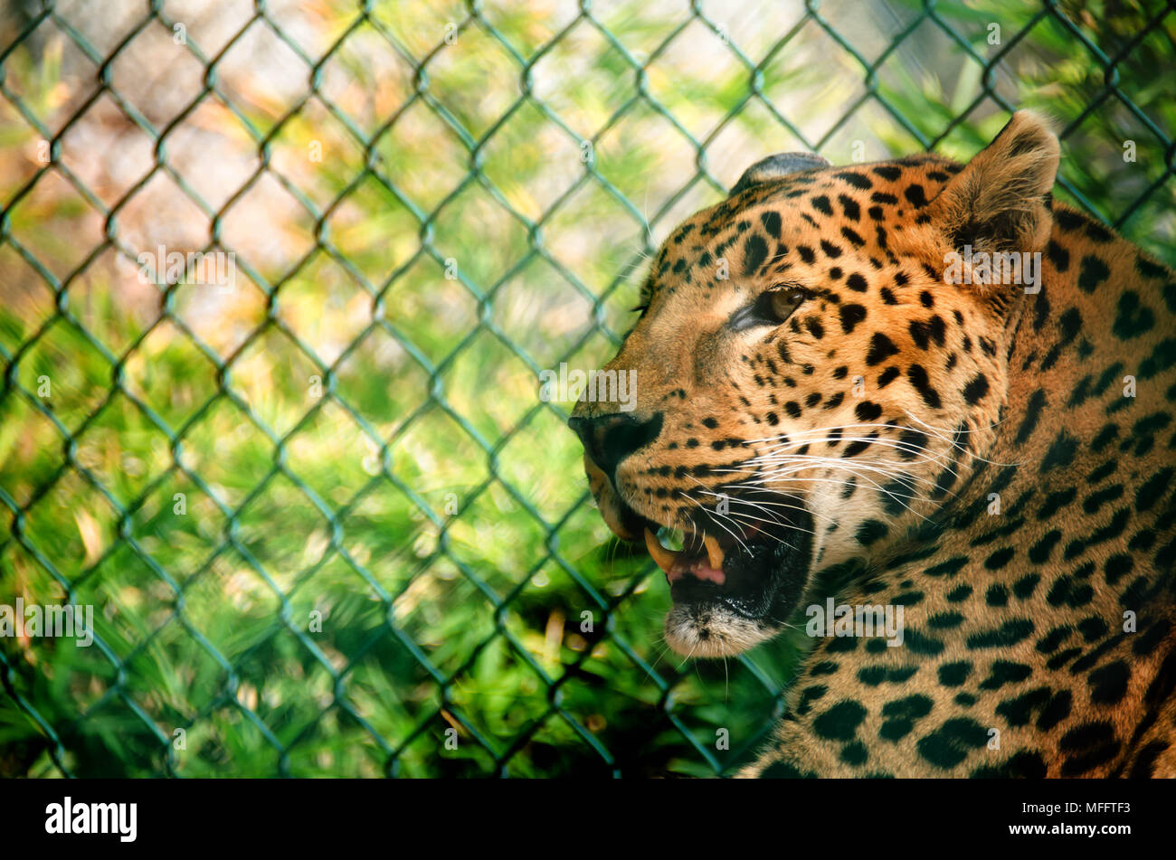 Endangered felid close up with a fence on the background Stock Photo