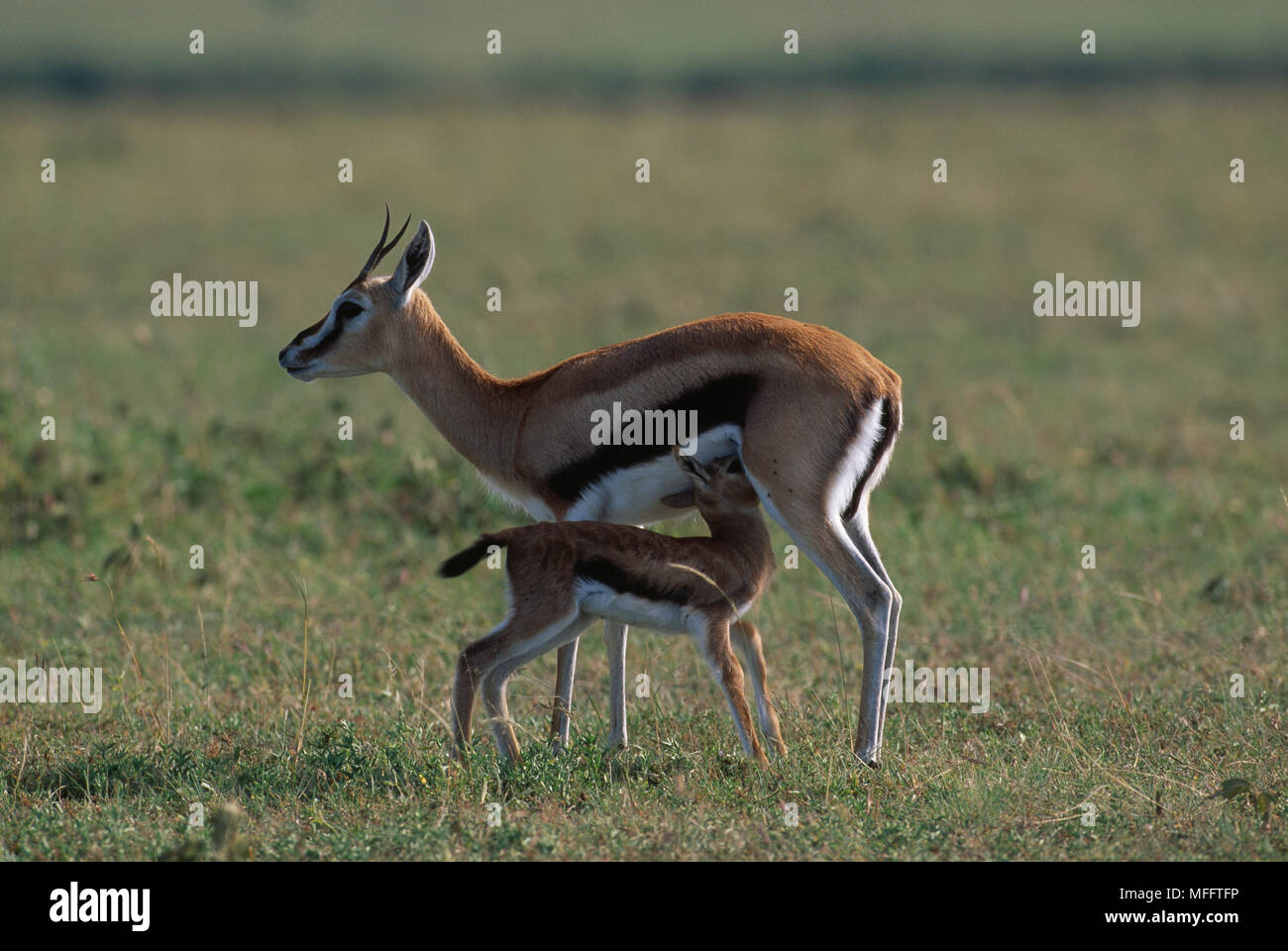 THOMSON'S GAZELLE suckling Gazella thomsoni Masai Mara Natl Reserve ...