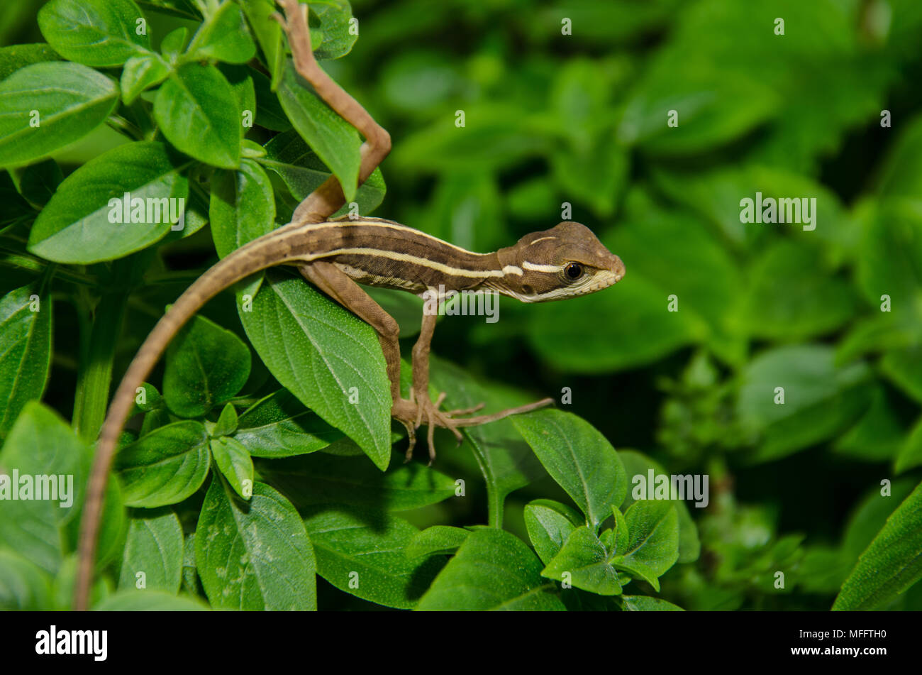 Reptile of the mexican fauna in the leaves of a plant Stock Photo