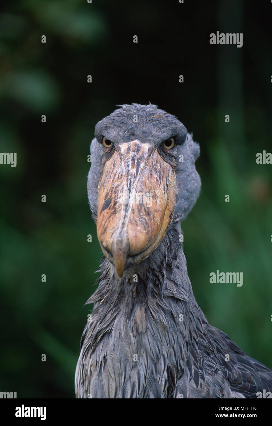 SHOEBILL STORK   face detail Balaeniceps rex      Also called Whale-headed Stork  Found widely in central Africa Stock Photo