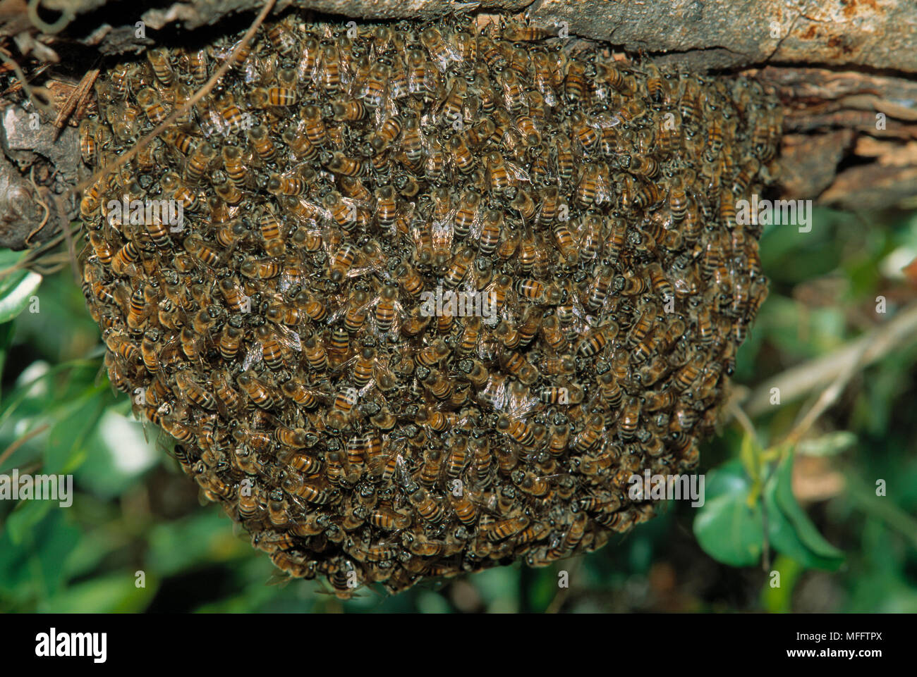 AFRICAN HONEYBEE  Apis mellifera adansonii swarm clustered on tree Stock Photo