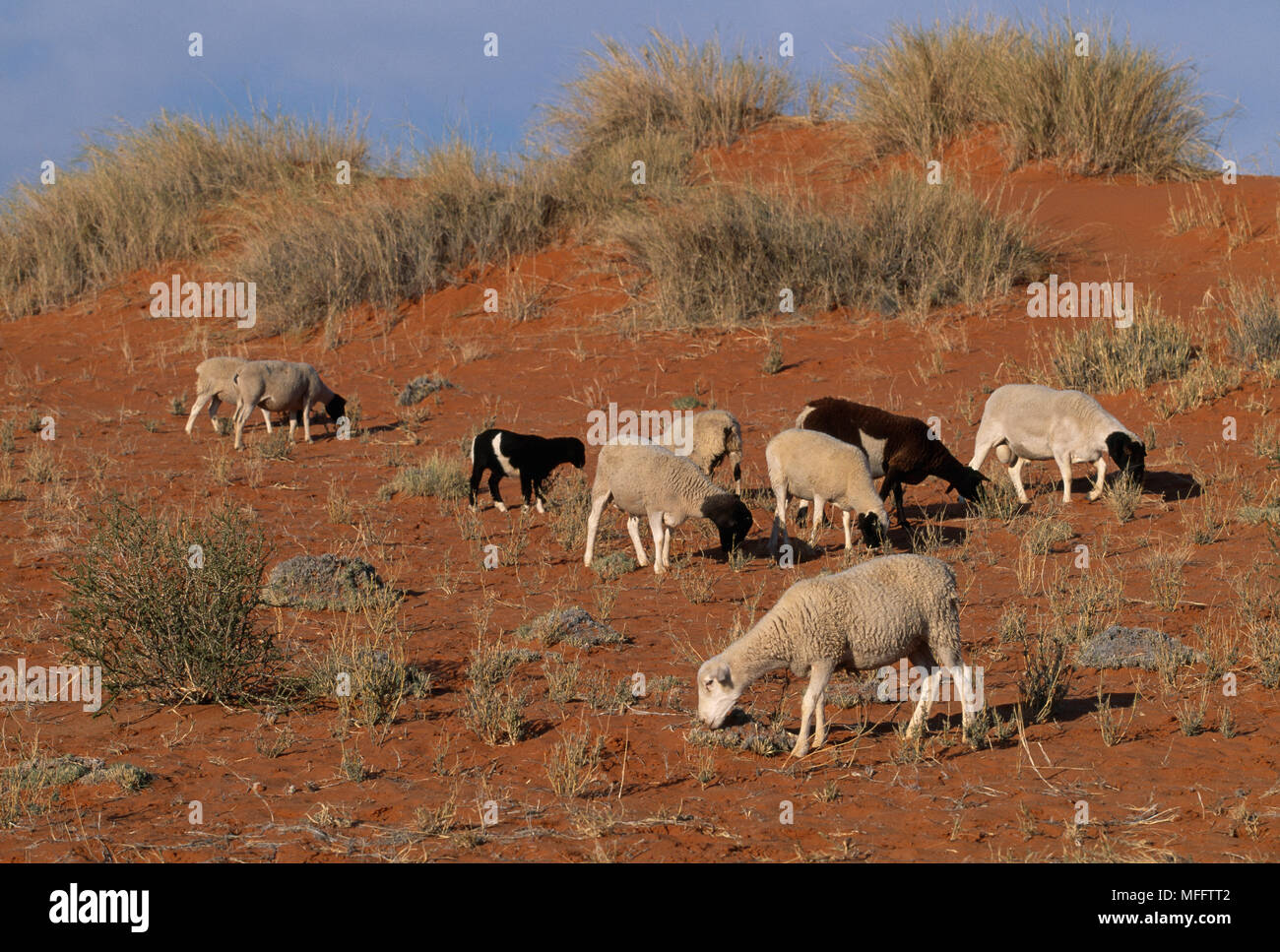 GOATS grazing, Kalahari. Livestock farming causes overgrazing and  desertification in the Kalahari Desert Stock Photo - Alamy