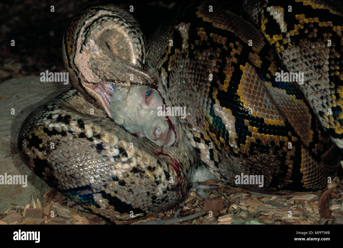 Reticulated Python Eating