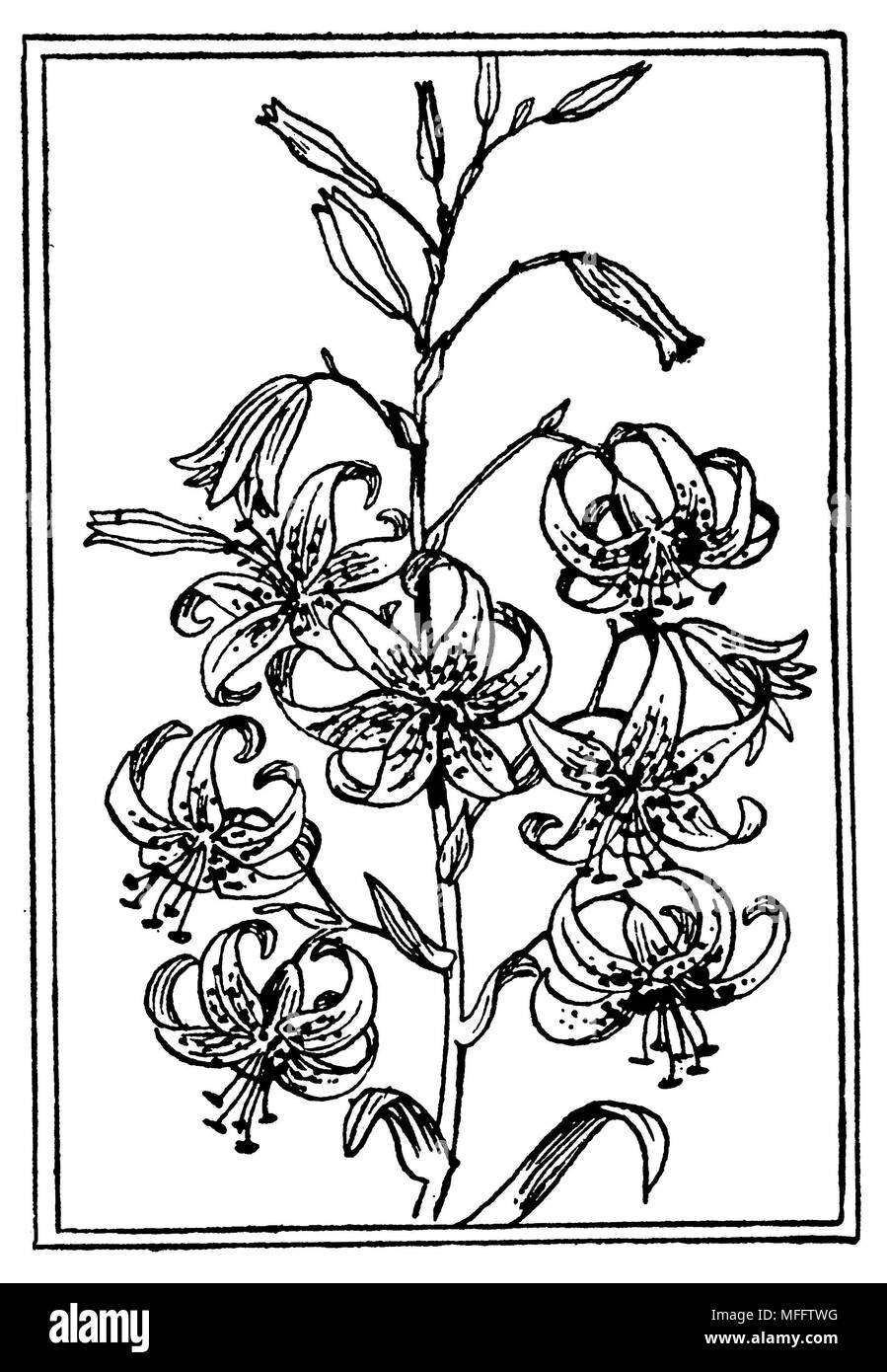 Lilium lancifolium syn. Lilium tigrinum, Carl Olof Petersen Stock Photo