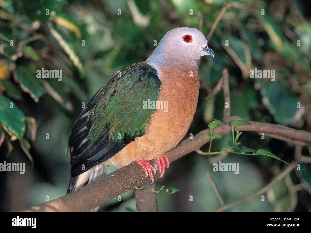 PURPLE-TAILED IMPERIAL PIGEON Ducula rufigaster New Guinea Stock Photo