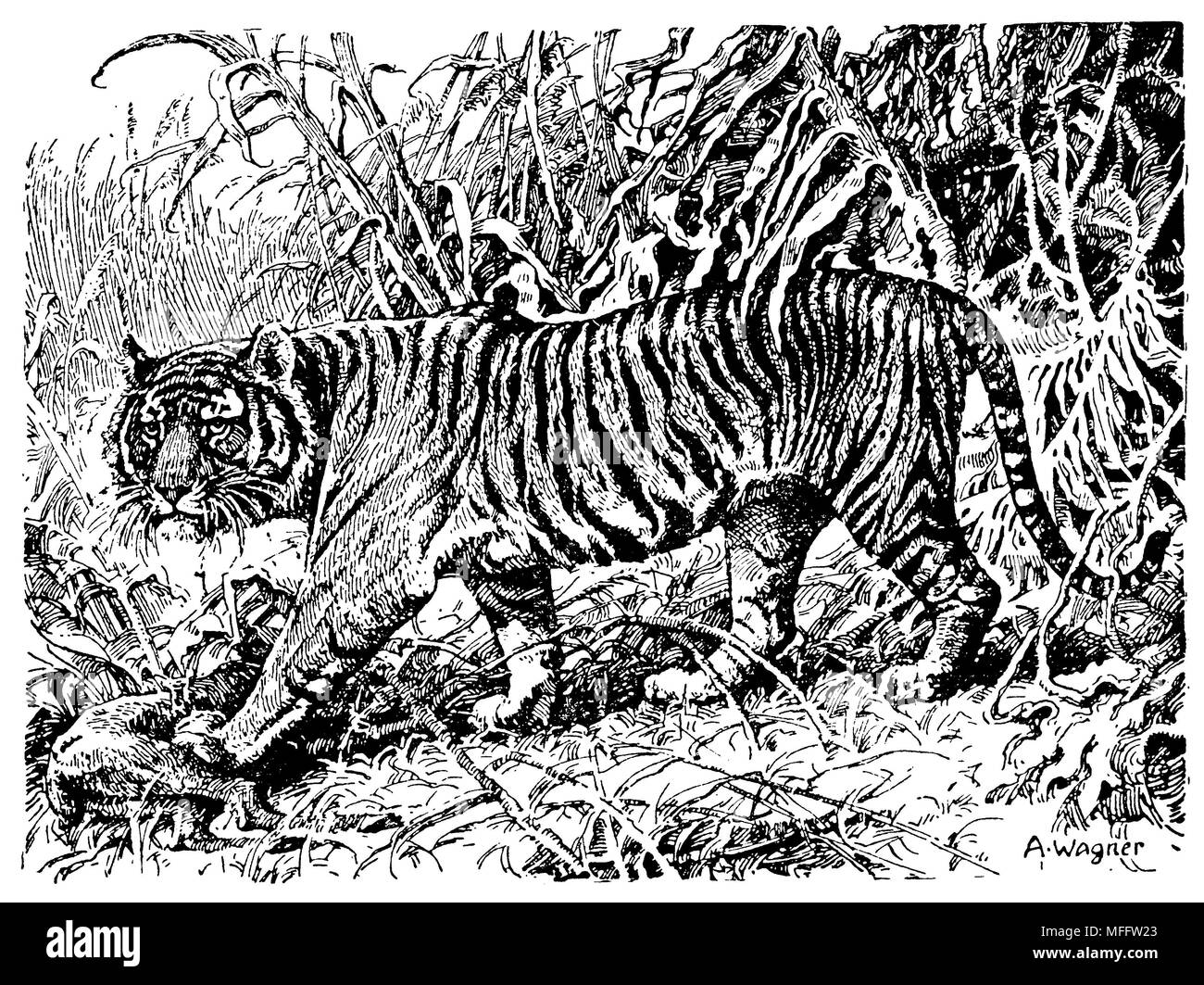 Tiger of Sunda Islands, A. Wagner 1928 Stock Photo - Alamy