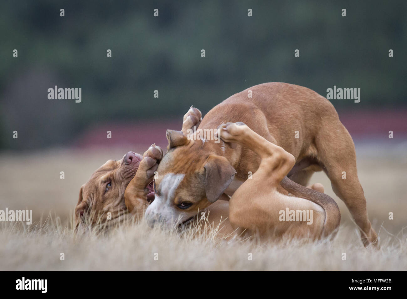 Puppies playing (Bulldog type dog & Working Pit Bulldog) Stock Photo