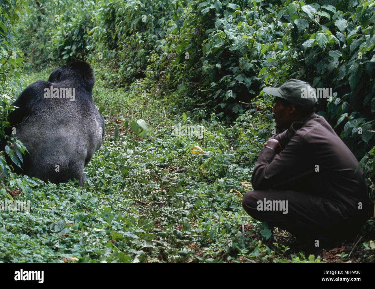 PARK GUIDE Kadega Mwenza with Mountain Gorilla. Virunga National Park, Congo.  MOUNTAIN GORILLA  (Gorilla beringei berengei) Stock Photo