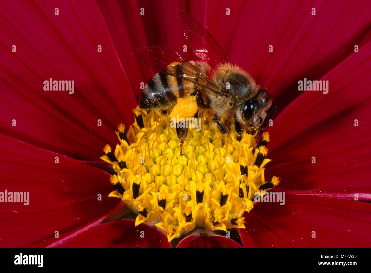 AFRICAN HONEYBEE  Apis mellifera adansonii foraging on Cosmos flower Stock Photo