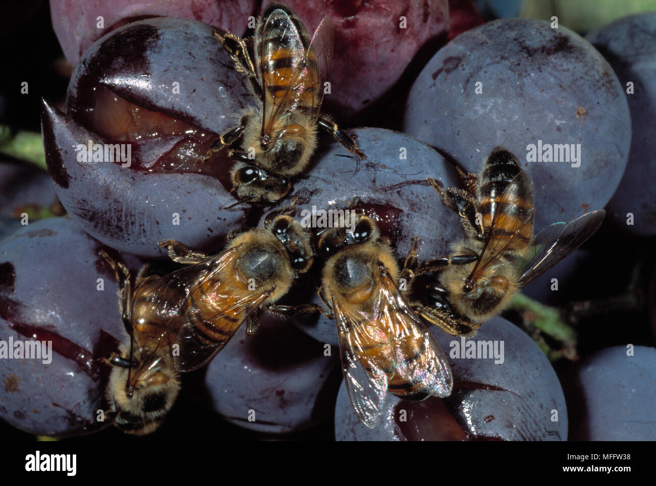AFRICAN HONEYBEES   feeding  Apis mellifera adansonii  on juice of decaying grapes. Stock Photo