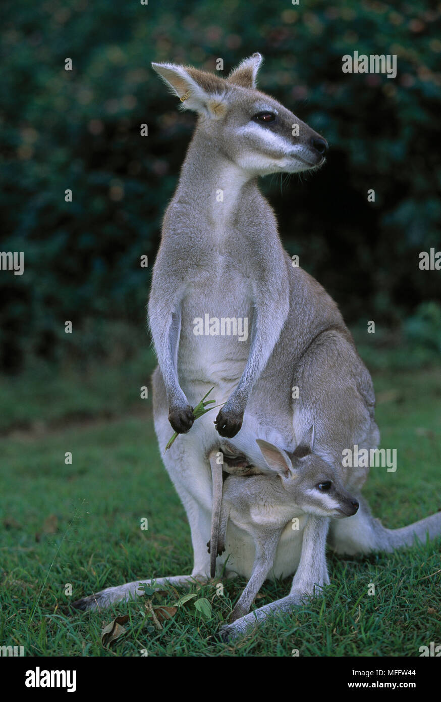 PRETTYFACE or WHIPTAIL WALLABY Macropus parryi feeding with joey in
