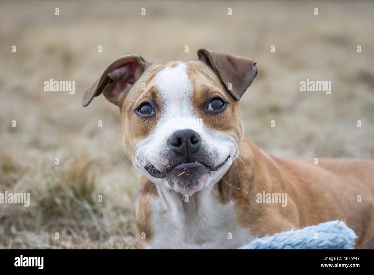 American Pit Bull Terrier puppy chewing Stock Photo Alamy