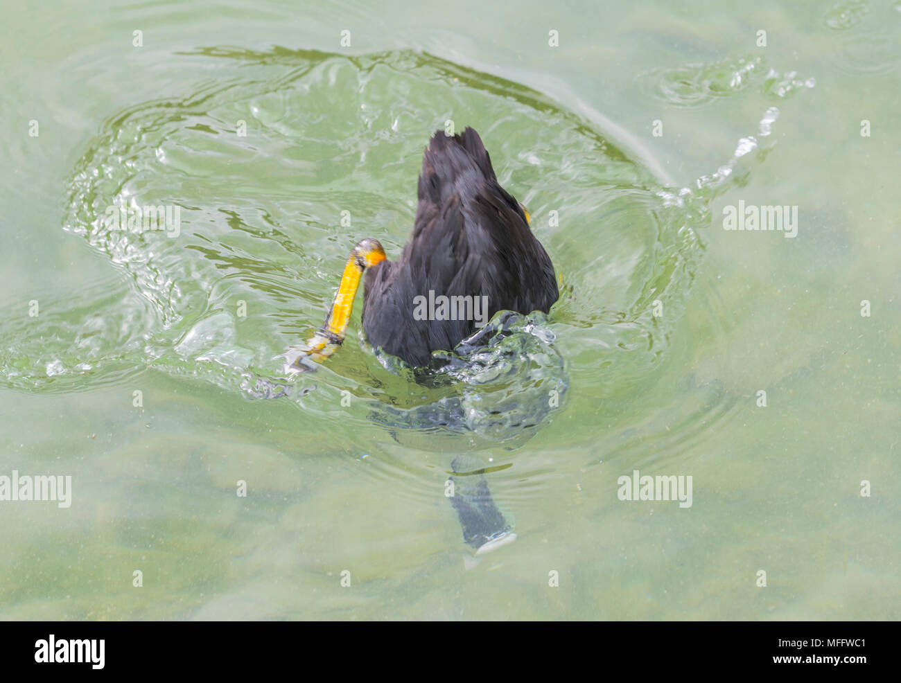 Eurasian Coot (Fulica atra), a water bird, diving under water in West Sussex, England, UK. Stock Photo