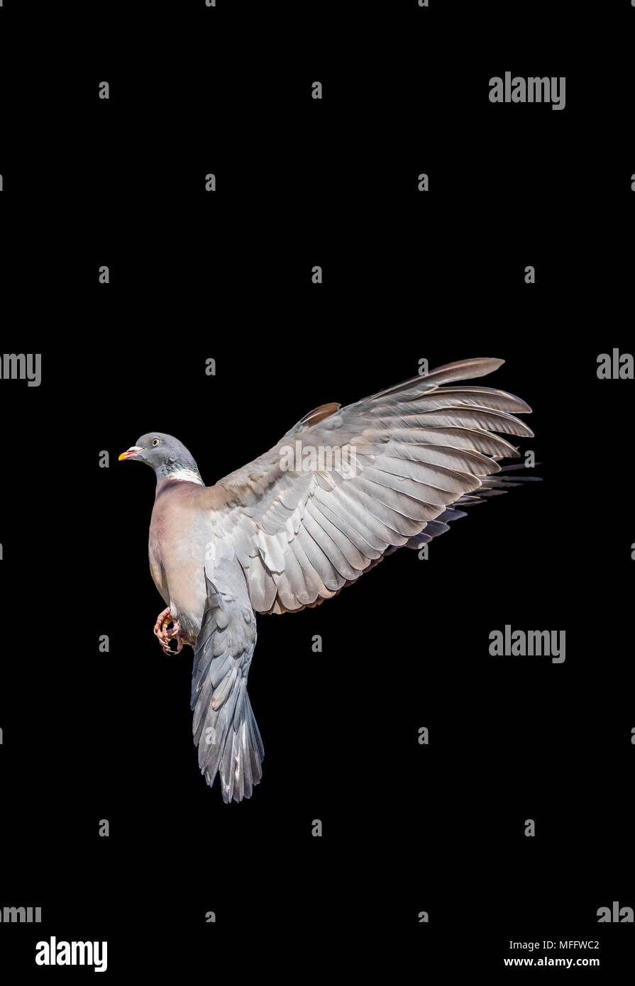 Common Wood Pigeon (Columba palumbus) hovering in midair, cutout with a black background. Wood Pigeon wings stretched  back. Flying pigeon. Stock Photo