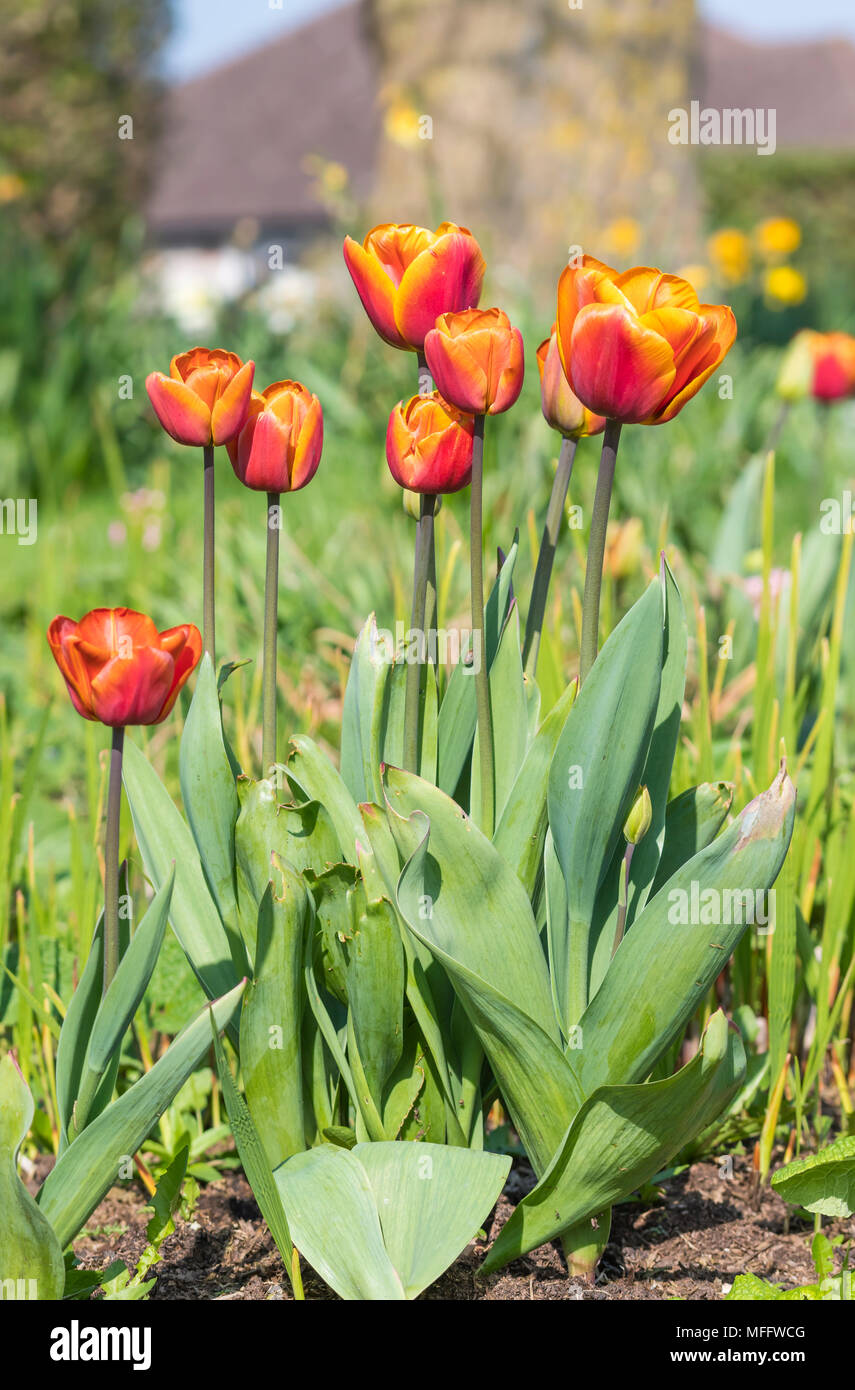 2 tone orange red Garden Tulips (Tulipa gesneriana, Didier's tulip) blooming in Spring in the UK. Portrait. Stock Photo