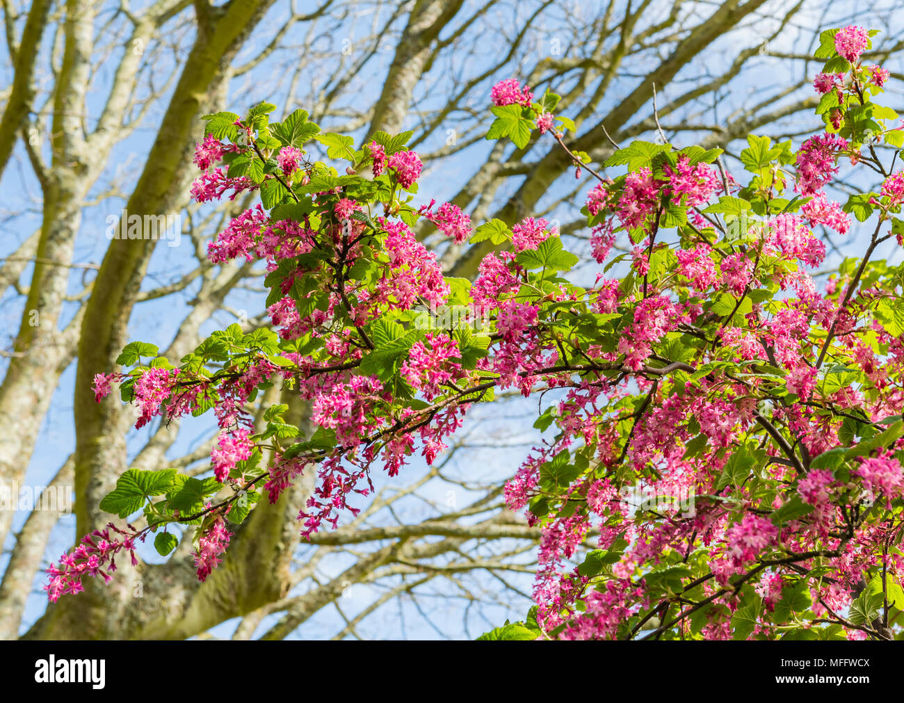 Flowering Currant (Ribes sanguineum, AKA Redflower currant and Red-flowering currant) flowering in Spring in the UK. Stock Photo