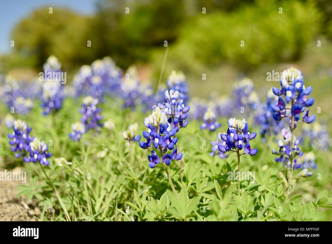Spring Blooming Of Texas Bluebonnets State Flower Of Texas Growing Wild In Texas Hill Country Fredericksburg Texas Usa Stock Photo Alamy