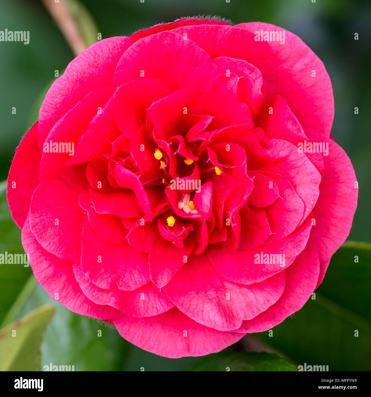 A macro shot of a red camellia bloom. Stock Photo
