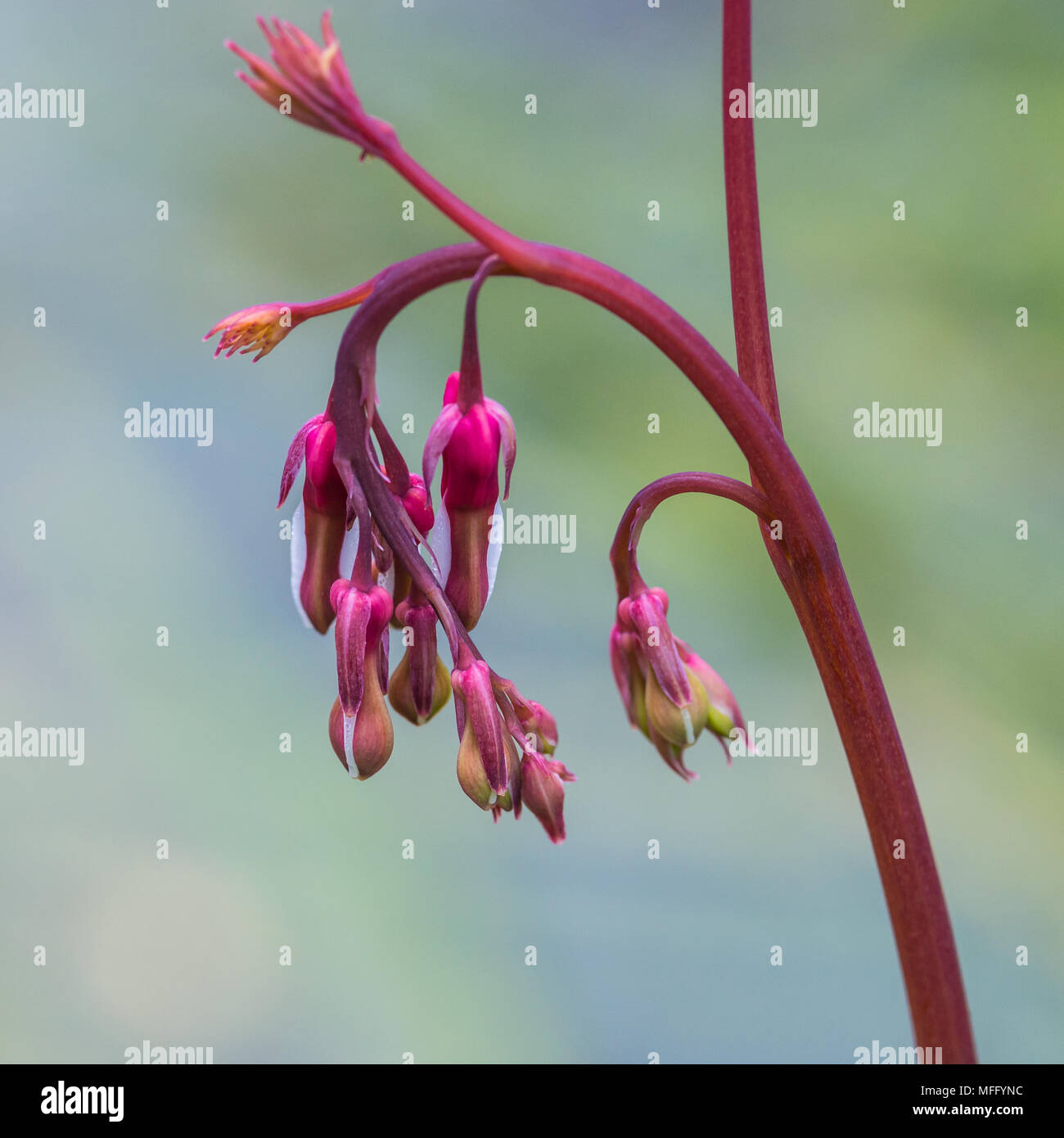 A macro shot of some bleeding heart flower buds Stock Photo A macro shot of some bleeding heart flower buds Stock Photo