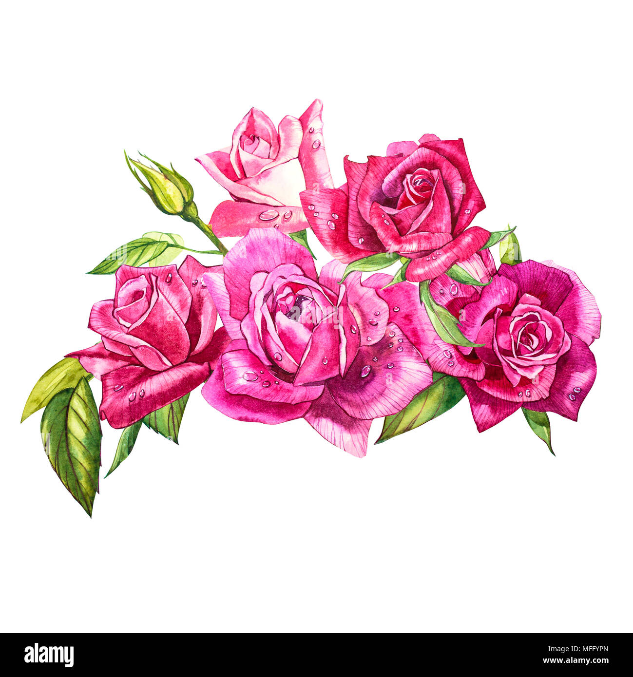 Set watercolor elements of roses. Collection garden pink flowers ...