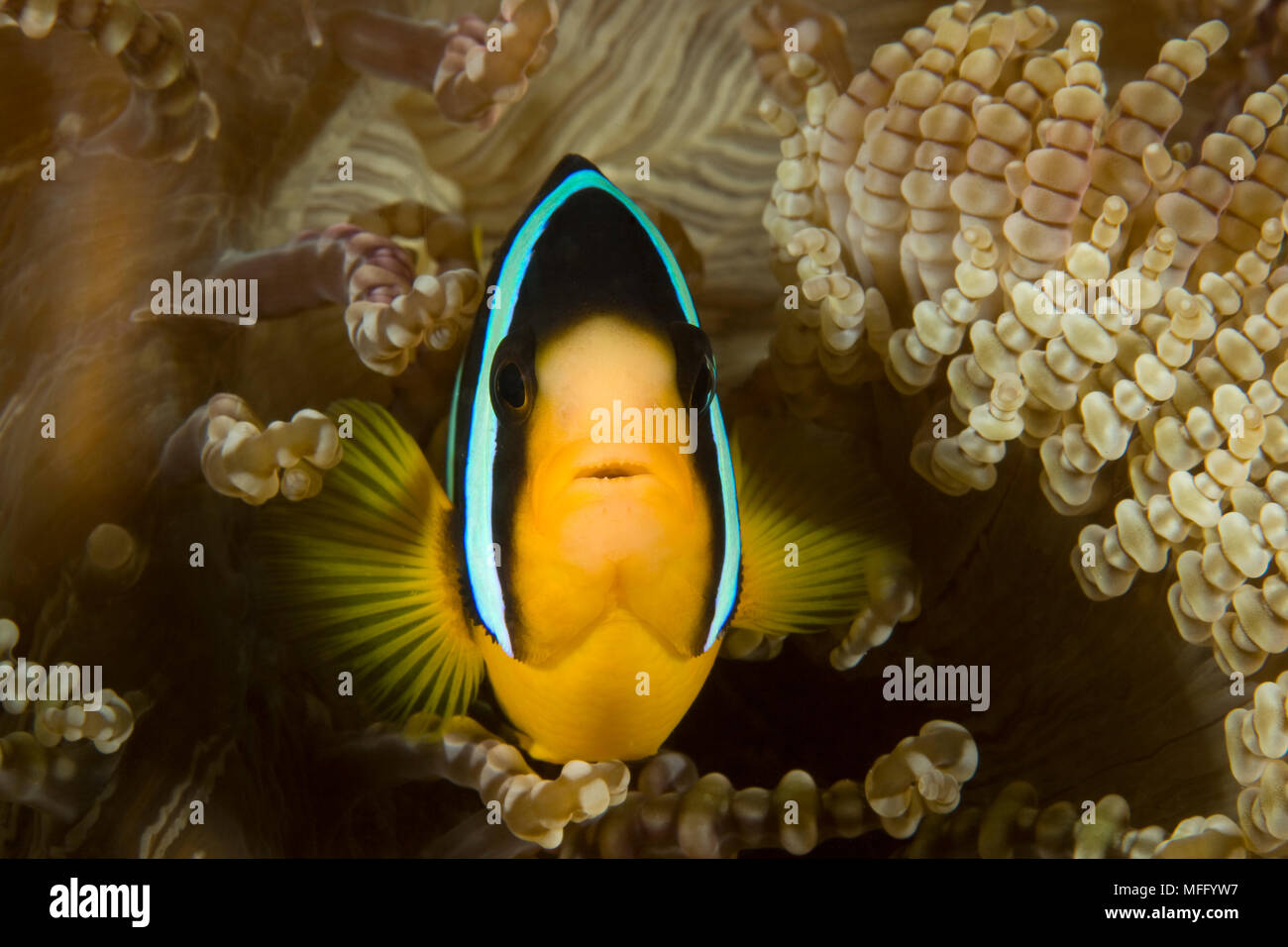 Yellow-tail anemonefish, Amphiprion sebae, Maldives, Indian Ocean Stock Photo