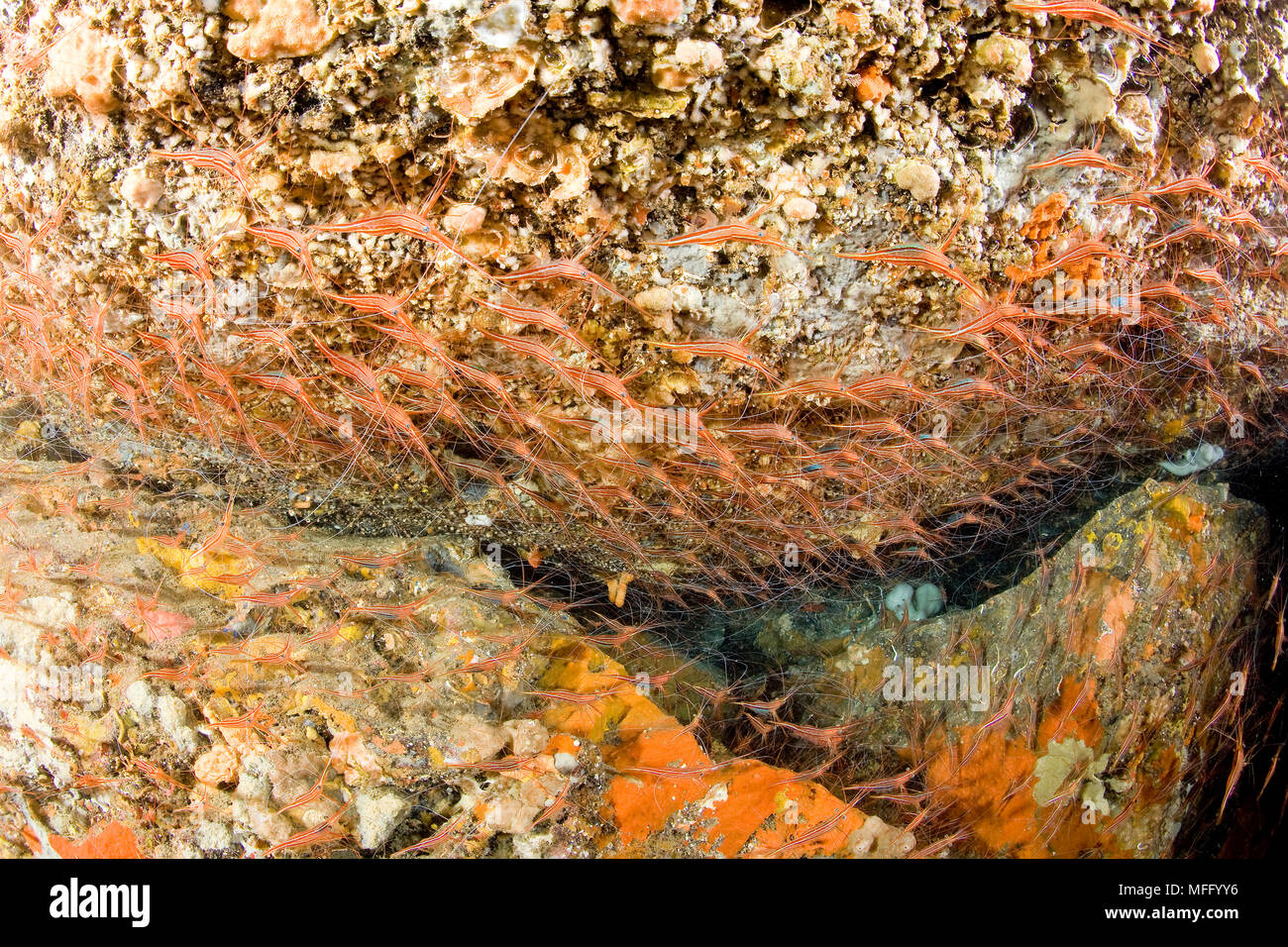 Shrimp's cave, Narwal shrimp, Plesionika narval, Ischia Island, Italy, Tyrrhenian Sea, Mediterranean Stock Photo