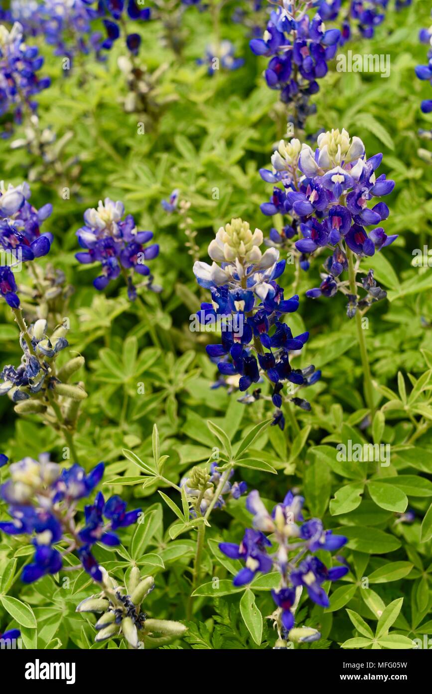 Spring blooming of Texas (state flower of Texas) growing