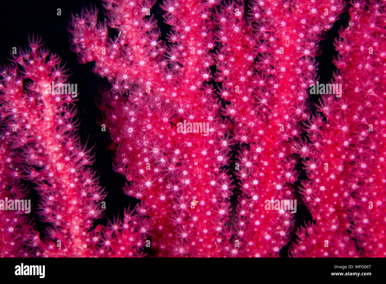 Polyps of red seafan, Paramuricea clavata, Ischia Island, Italy, Tyrrhenian Sea, Mediterranean Stock Photo