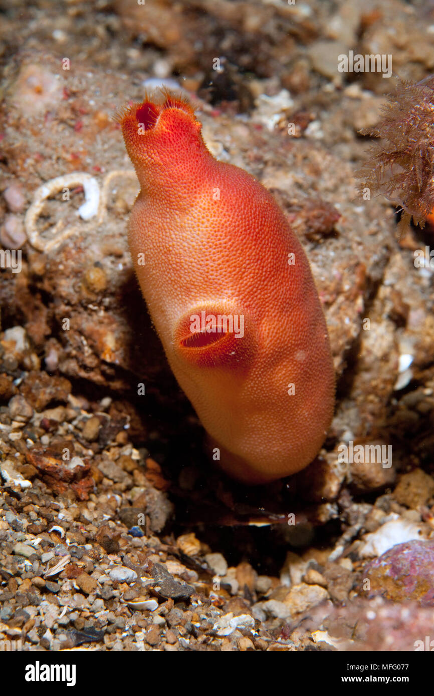 Red sea-squirt, Halocynthia papillosa, Ischia Island, Italy, Tyrrhenian Sea, Mediterranean Stock Photo
