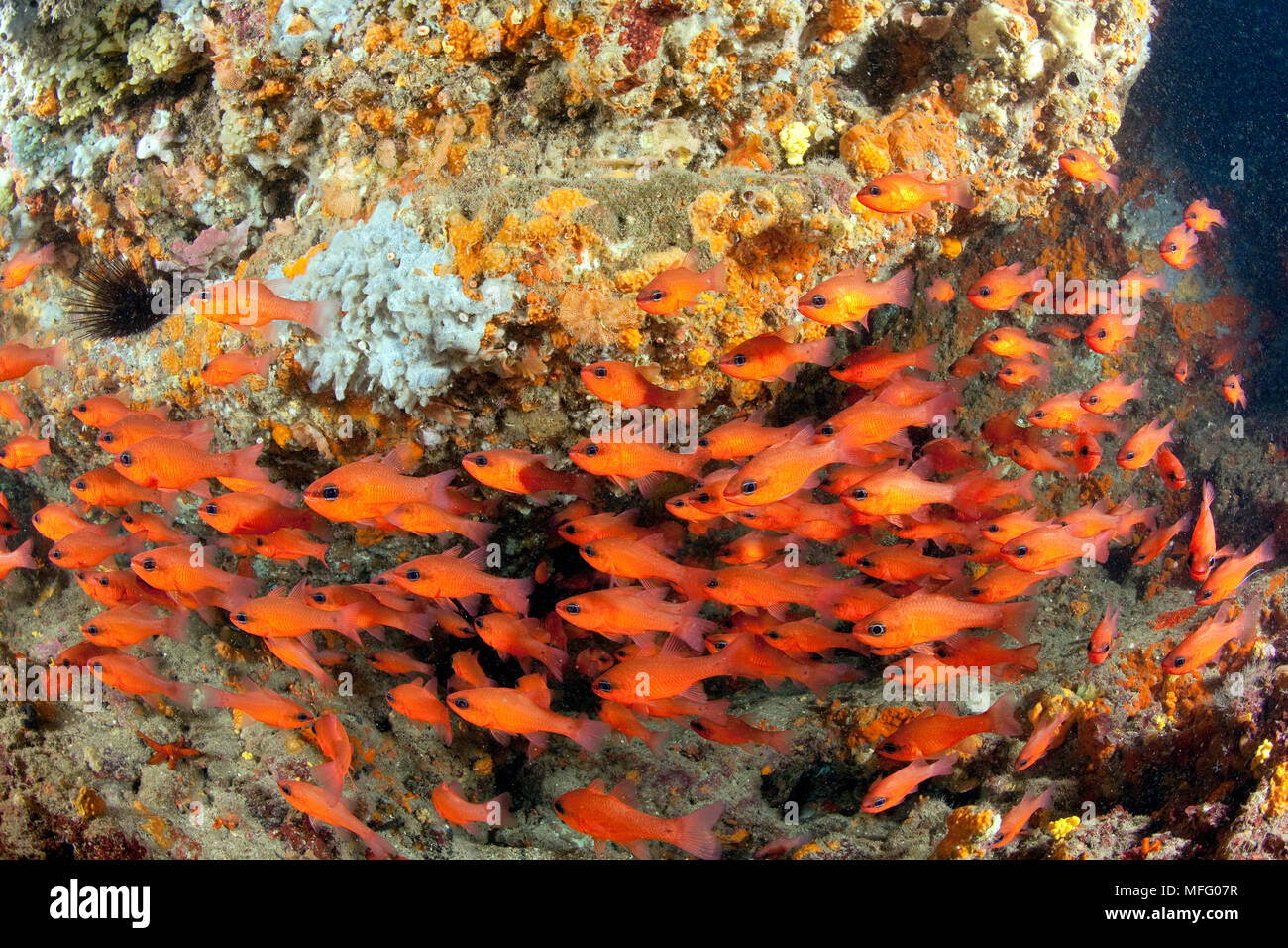 Shoal of Cardinal fish, Apogon imberbis, Ischia Island, Italy, Tyrrhenian Sea, Mediterranean Stock Photo