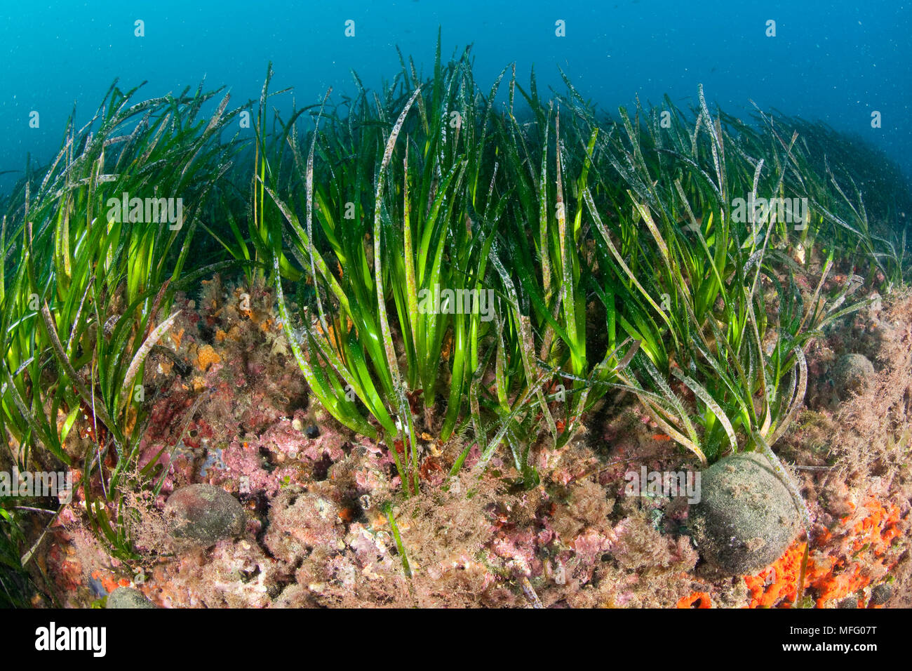 seagrass-meadows-posidonia-oceanica-ischia-island-italy-tyrrhenian