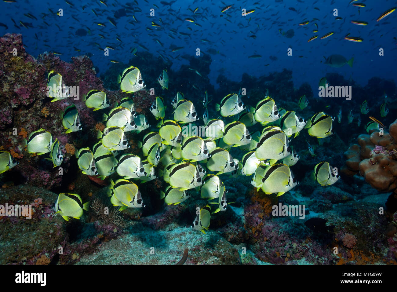 Shool of Barberfish, Johnrandallia nigrirostris, Darwin island, Galapagos Islands, UNESCO Natural World Heritage Site, Ecuador, East Pacific Ocean Stock Photo