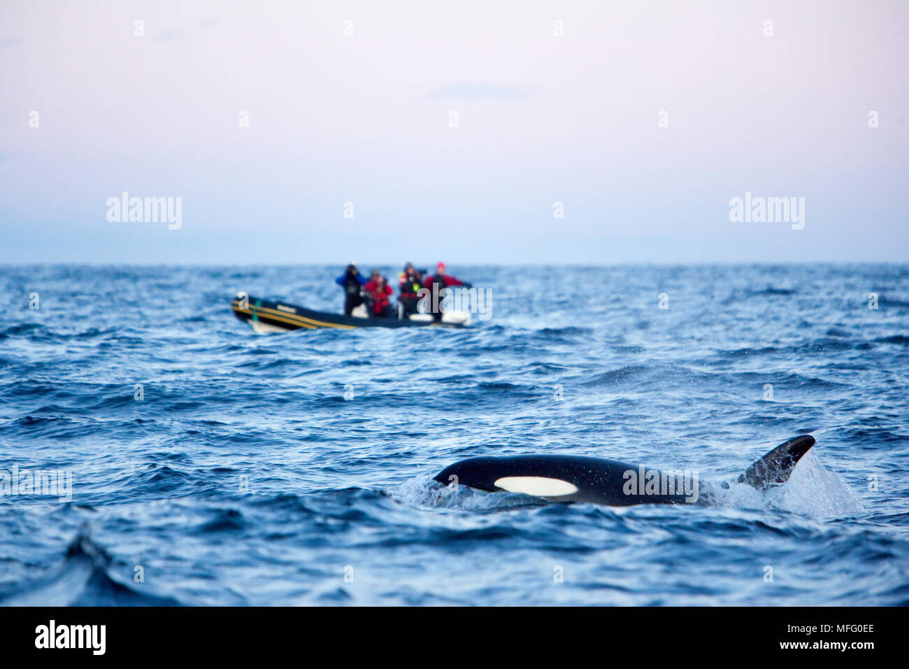 Killer whale, Orcinus orca, surfacing close to the zodiac, Norway, Atlantic Ocean Stock Photo