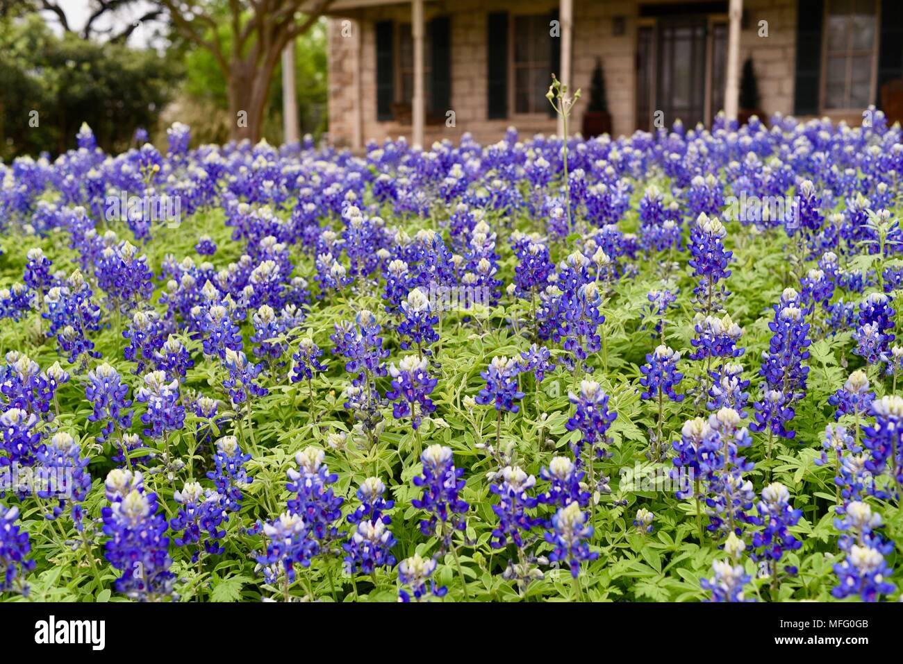 Spring blooming of Texas (state flower of Texas) growing in