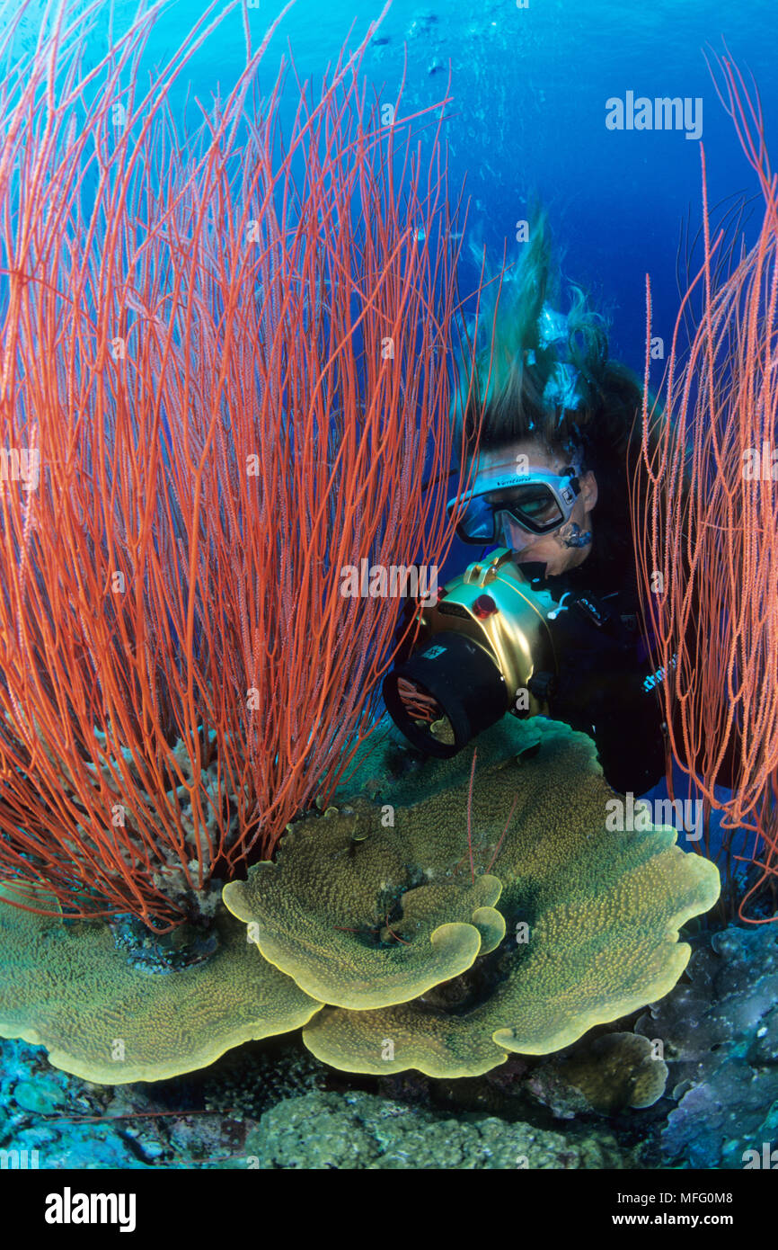 Scuba diver photographing hard corals and red sea whips, Ellisella sp., Susan reef, Walindi, West New Britain, Papua New Guinea, Pacific Ocean Stock Photo