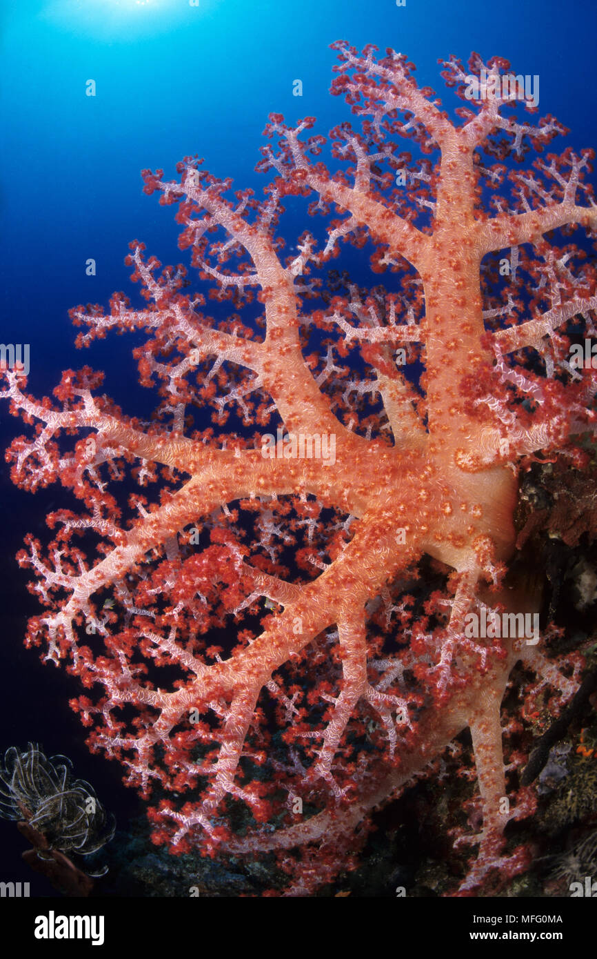 Soft coral, Dendronephthya sp., Walindi, West New Britain, Papua New Guinea, Pacific Ocean Stock Photo